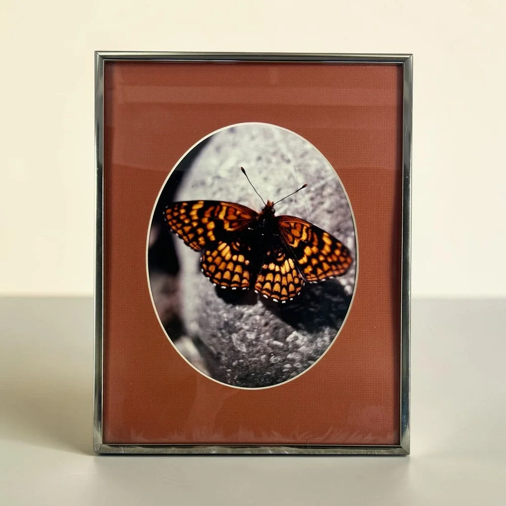 Vintage Butterfly Moth Forest Framed Art Nature Photography Silver Metal Frame
